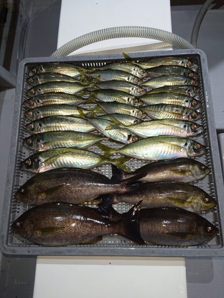 エンペラー 釣果