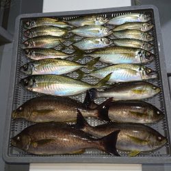 エンペラー 釣果