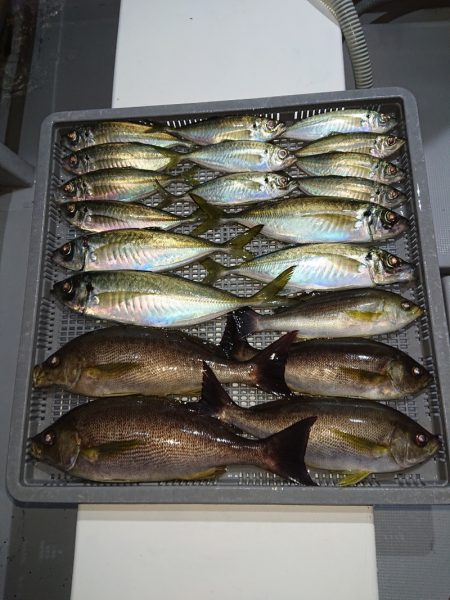 エンペラー 釣果