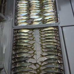 エンペラー 釣果