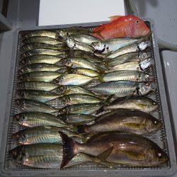 エンペラー 釣果