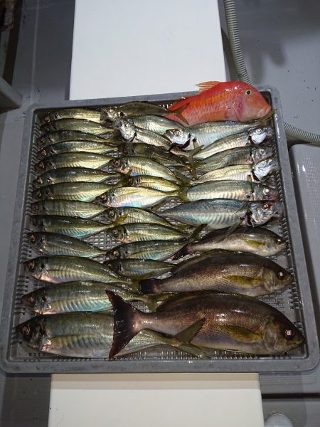 エンペラー 釣果