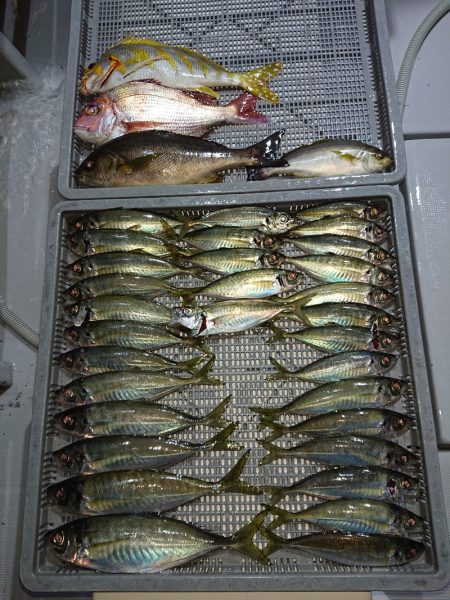 エンペラー 釣果