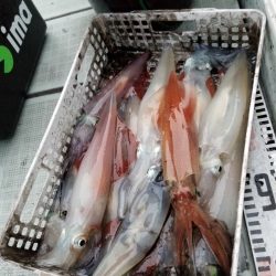 アマテラス 釣果