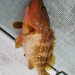 アマテラス 釣果