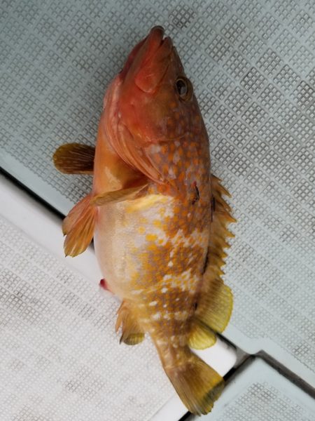 アマテラス 釣果