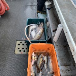 シーランチ 釣果