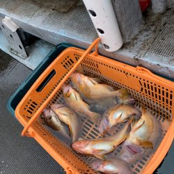 シーランチ 釣果