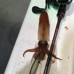 渡船屋たにぐち 釣果