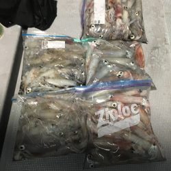 渡船屋たにぐち 釣果