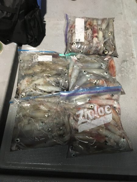 渡船屋たにぐち 釣果