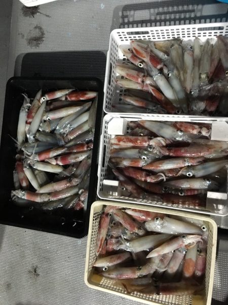 渡船屋たにぐち 釣果