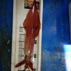 海龍丸（石川） 釣果