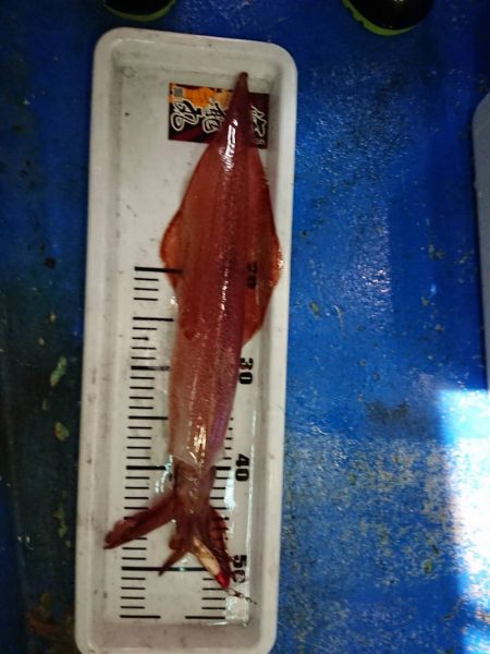 海龍丸（石川） 釣果