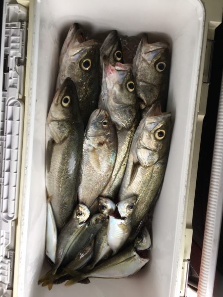 うさぎ丸 釣果