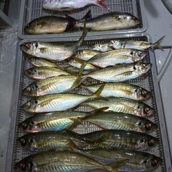 エンペラー 釣果