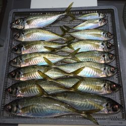 エンペラー 釣果