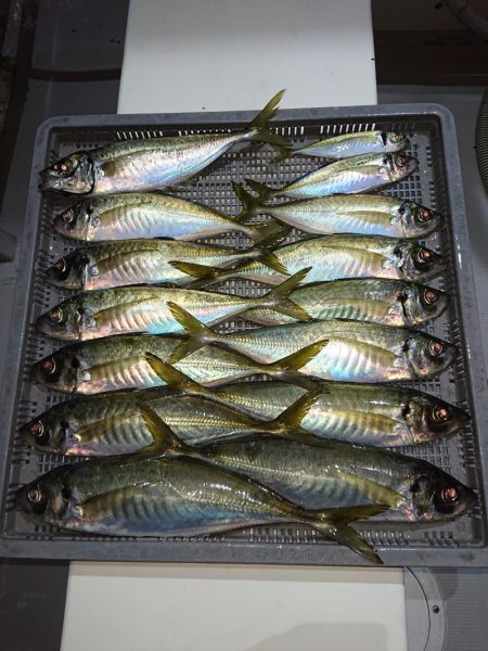 エンペラー 釣果