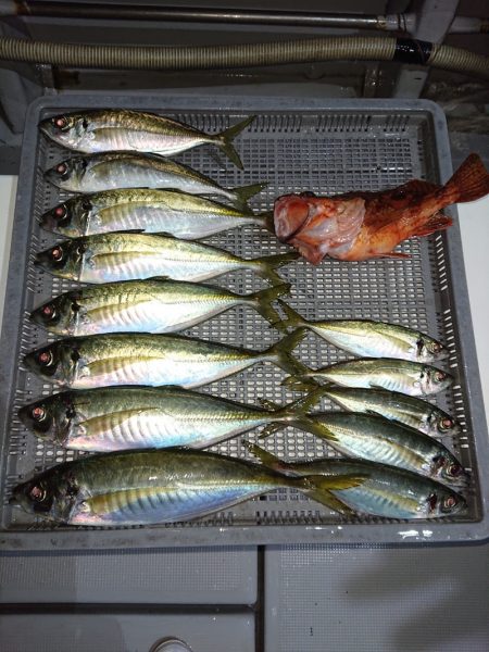 エンペラー 釣果