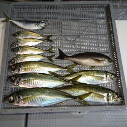 エンペラー 釣果