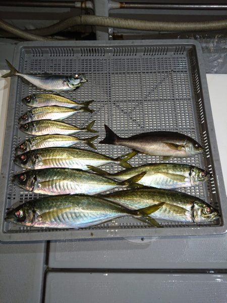 エンペラー 釣果