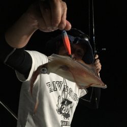 渡船屋たにぐち 釣果