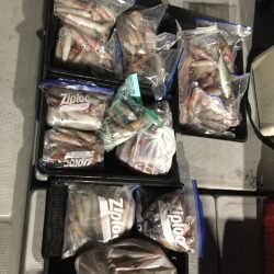 渡船屋たにぐち 釣果