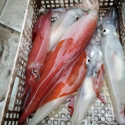 アマテラス 釣果