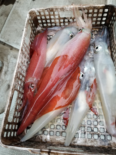 アマテラス 釣果