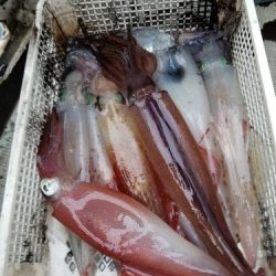 アマテラス 釣果