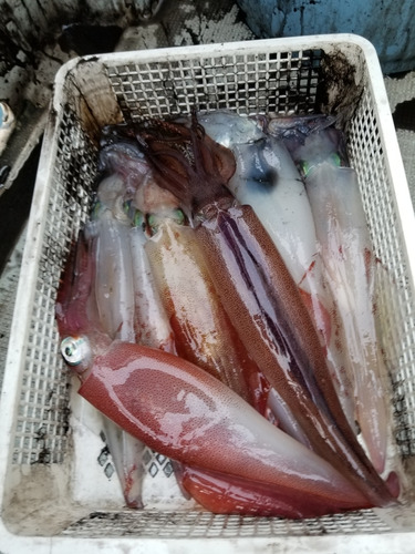 アマテラス 釣果