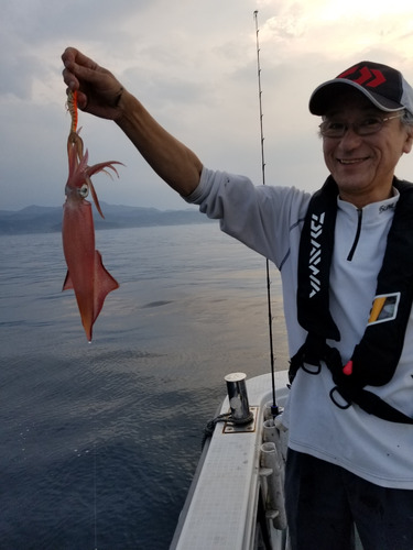 アマテラス 釣果