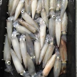 渡船屋たにぐち 釣果