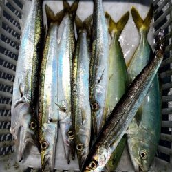渡船屋たにぐち 釣果