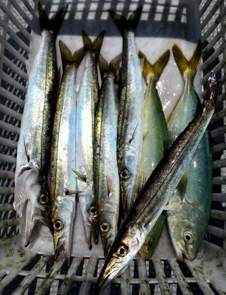 渡船屋たにぐち 釣果