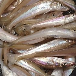 遊漁船 家入 釣果