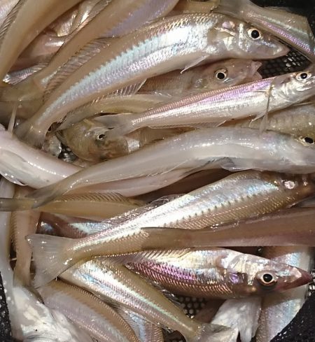 遊漁船 家入 釣果