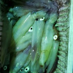 海龍丸（石川） 釣果