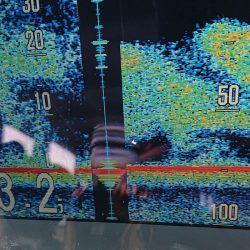 ブルースフィッシングサービス 釣果