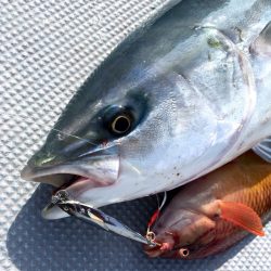 渡船屋たにぐち 釣果