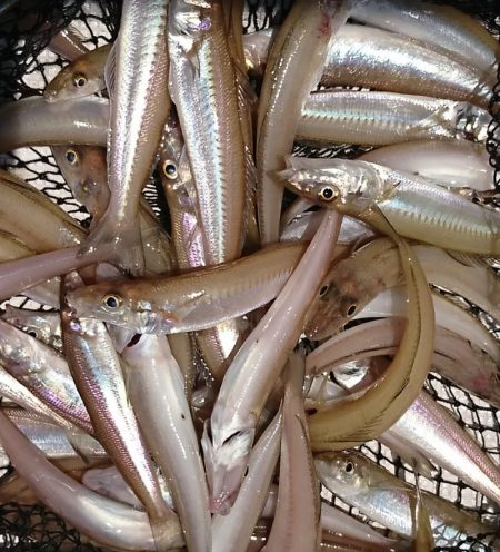 遊漁船　家入 釣果