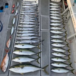 SeaRide(シーライド) 釣果