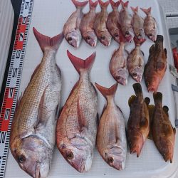 遊漁船 家入 釣果