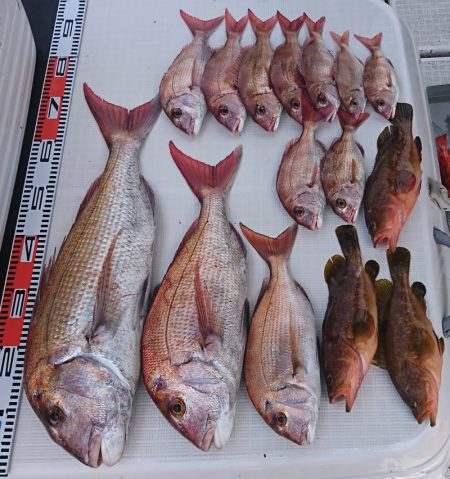 遊漁船　家入 釣果