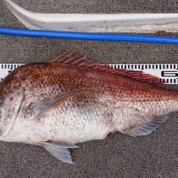 ARCADIAⅡ （アルカディアⅡ） 釣果