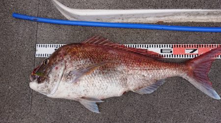 ARCADIAⅡ （アルカディアⅡ） 釣果