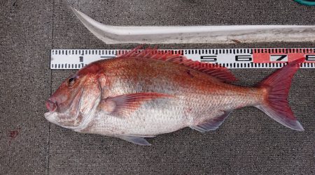 ARCADIAⅡ （アルカディアⅡ） 釣果