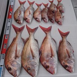 遊漁船 家入 釣果