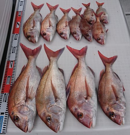 遊漁船 家入 釣果