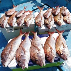 シースナイパー海龍 釣果